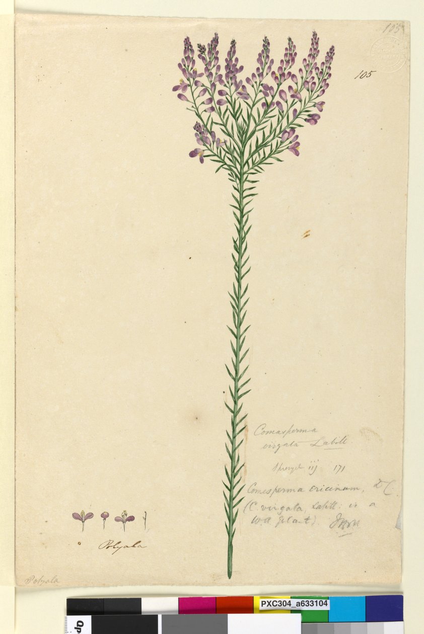 Sivu 105. Comesperma ericinum, c.1803-06 (wc, kynä, muste ja kynä) tekijältä John William Lewin