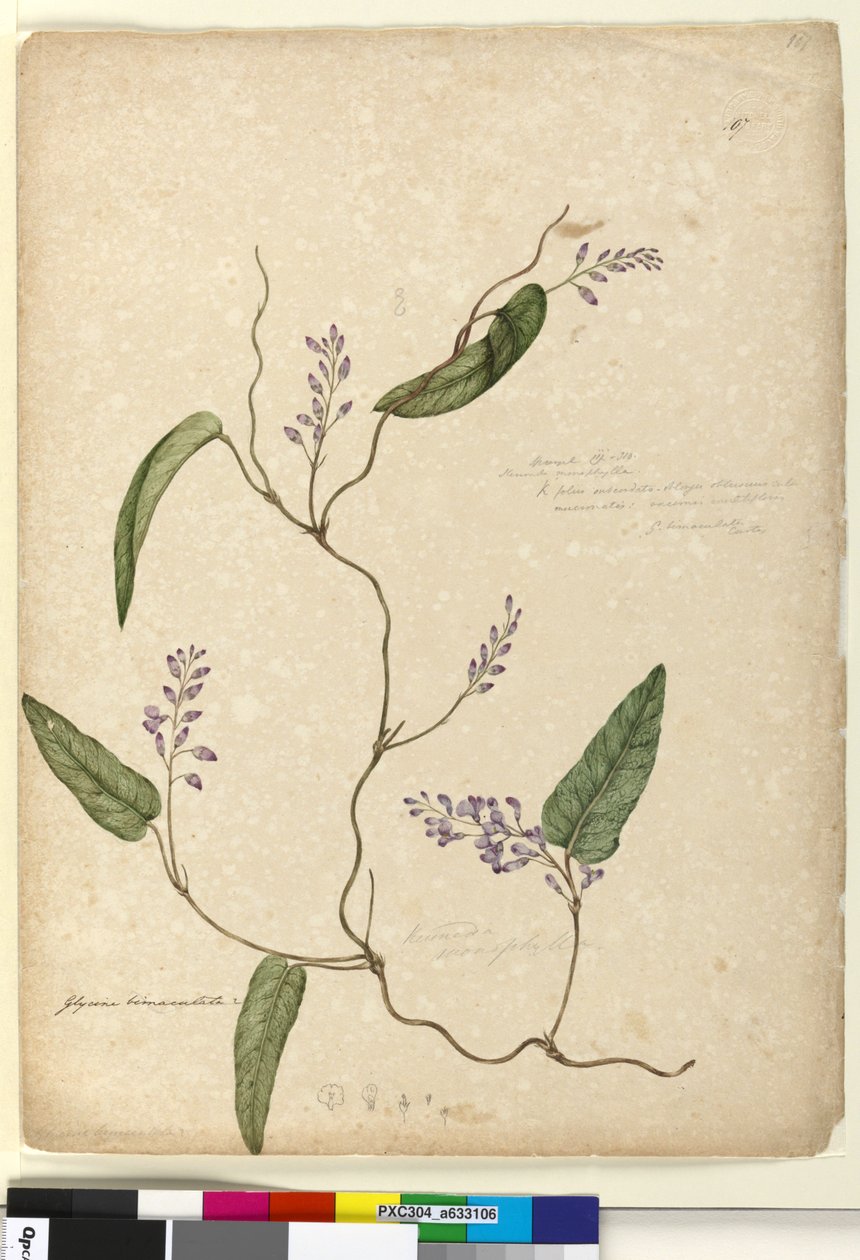 Sivu 107. Glycine bimaculataGlycine tabacina?, c.1803-06 (wc, kynä, muste ja kynä) tekijältä John William Lewin