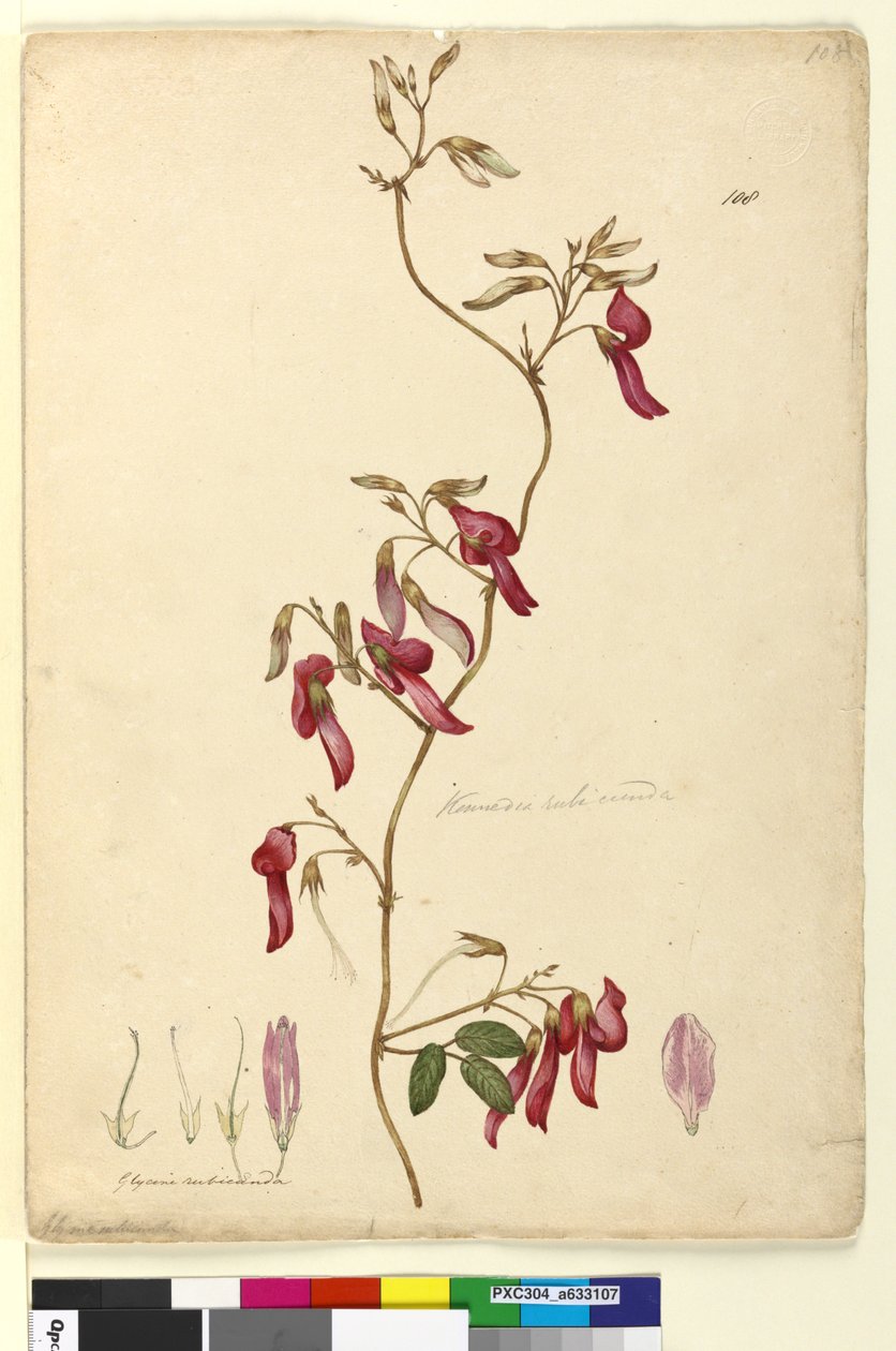 Sivu 108. Kennedia rubicunda, n. 1803-06 (wc, kynä, muste ja kynä) tekijältä John William Lewin