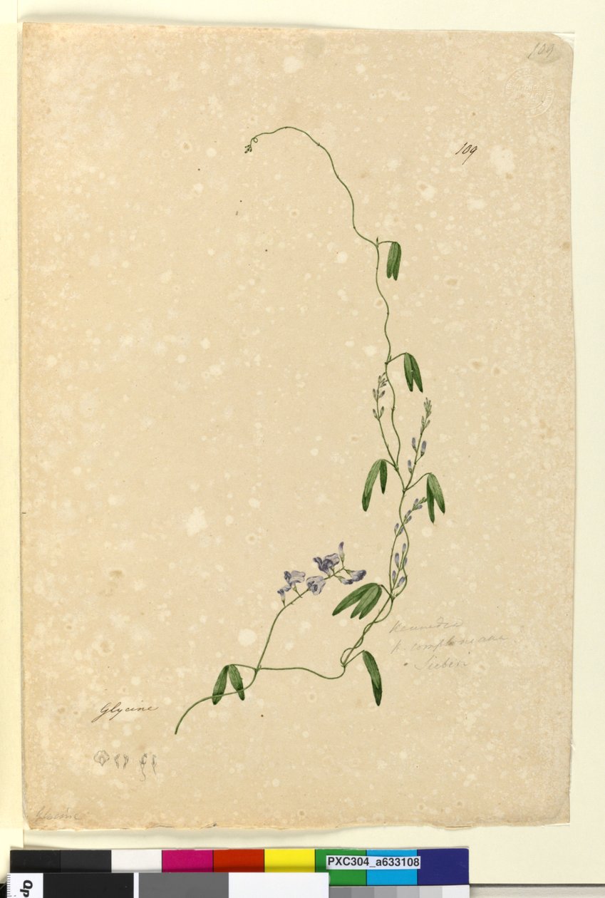 Sivu 109. Kennedia comptonianaHardenbergia comptoniana, n. 1803-06 (wc, kynä, muste ja kynä) tekijältä John William Lewin