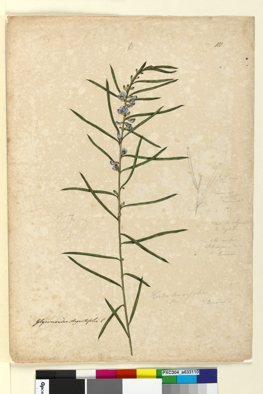Sivu 111. Hovea longifolia, n. 1803-06 (wc, kynä, muste ja kynä) tekijältä John William Lewin