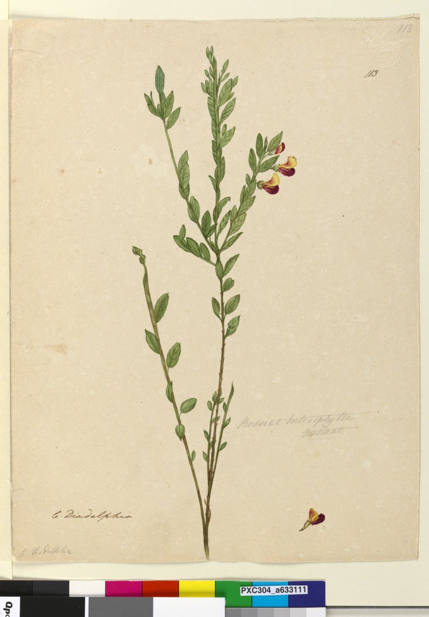 Sivu 113. Bossiaea heterophylla, n. 1803-06 (wc, kynä, muste ja kynä) tekijältä John William Lewin