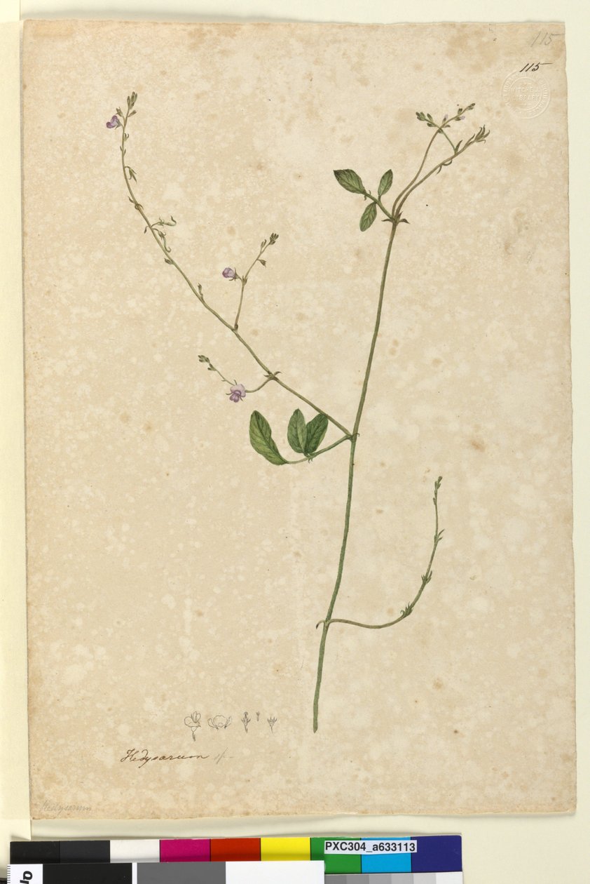 Sivu 115. Hedysarum, n. 1803-06 (wc, kynä, muste ja kynä) tekijältä John William Lewin