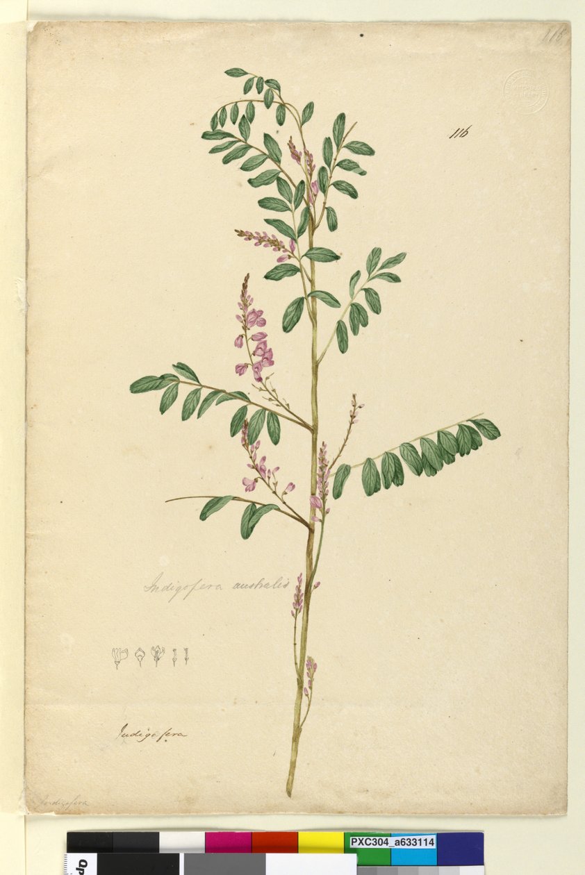 Sivu 116. Indigofera australis, n. 1803-06 (wc, kynä, muste ja kynä) tekijältä John William Lewin
