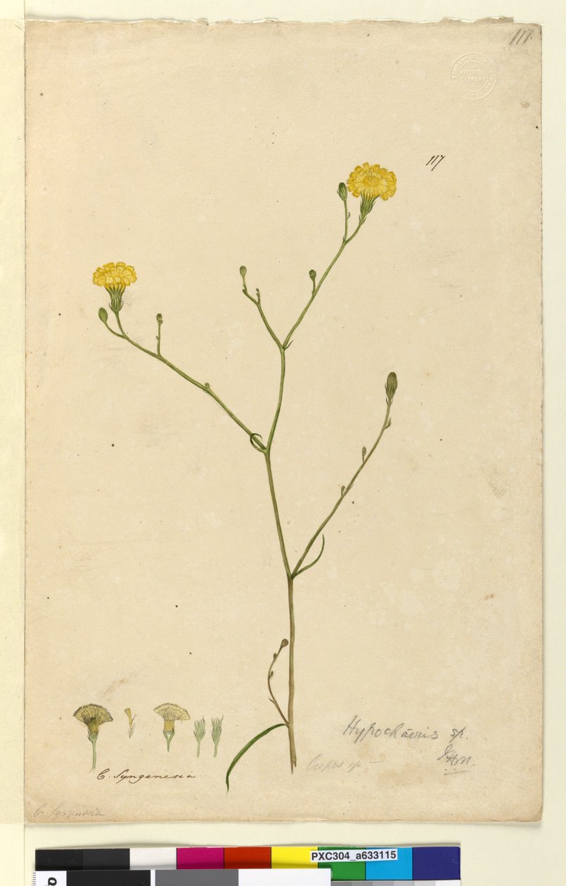 Sivu 117. Hypochaeris, n. 1803-06 (wc, kynä, muste ja kynä) tekijältä John William Lewin
