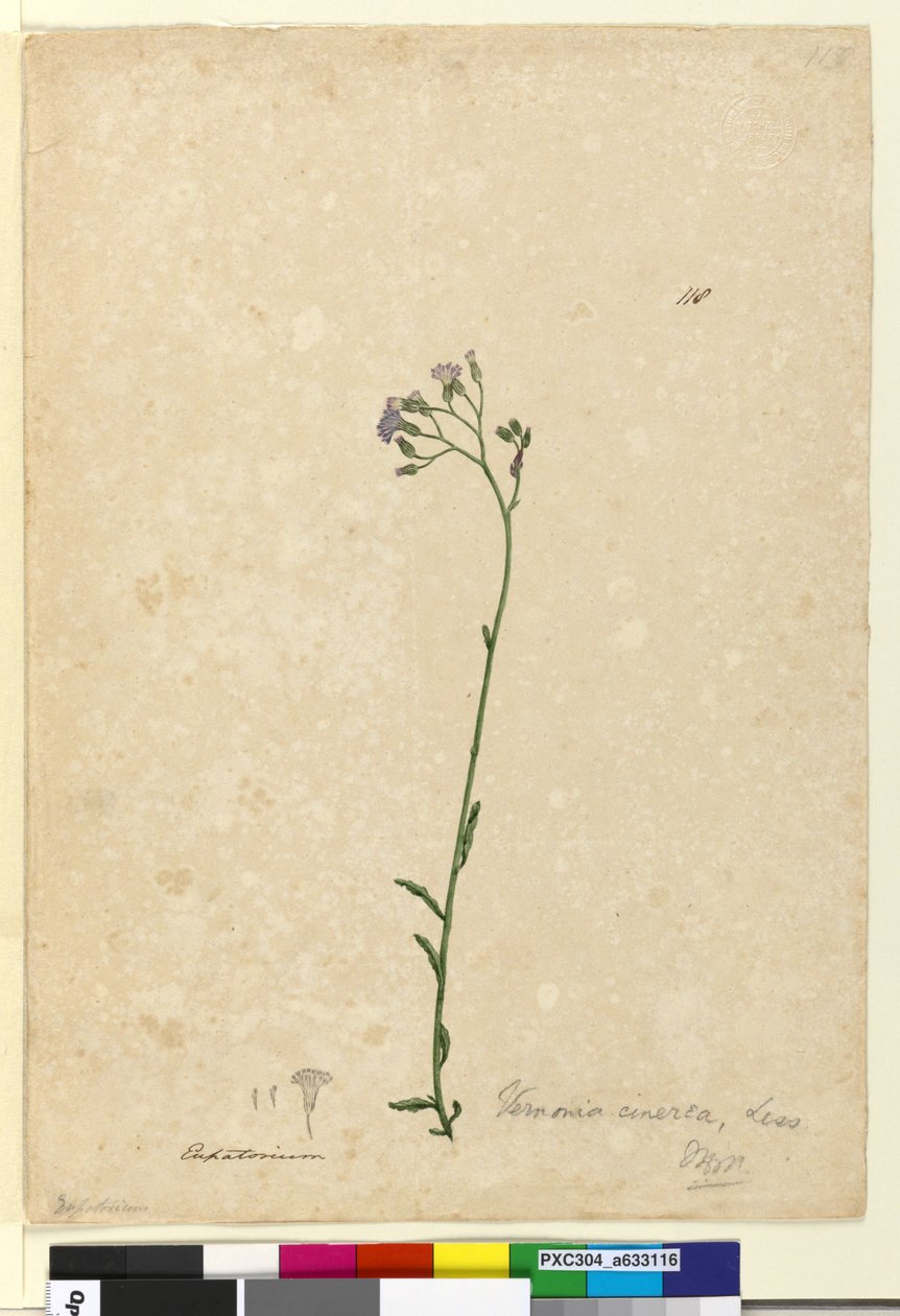 Sivu 118. Vernonia cinerea, n. 1803-06 (wc, kynä, muste ja kynä) tekijältä John William Lewin