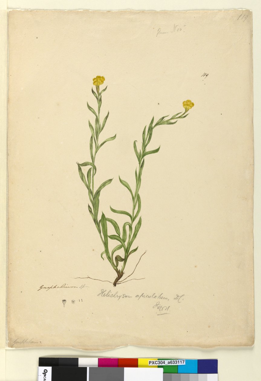 Sivu 119. Helichrysum apiculatumChrysocephalum apiculatum, c.1803-06 (wc, kynä, muste ja kynä) tekijältä John William Lewin