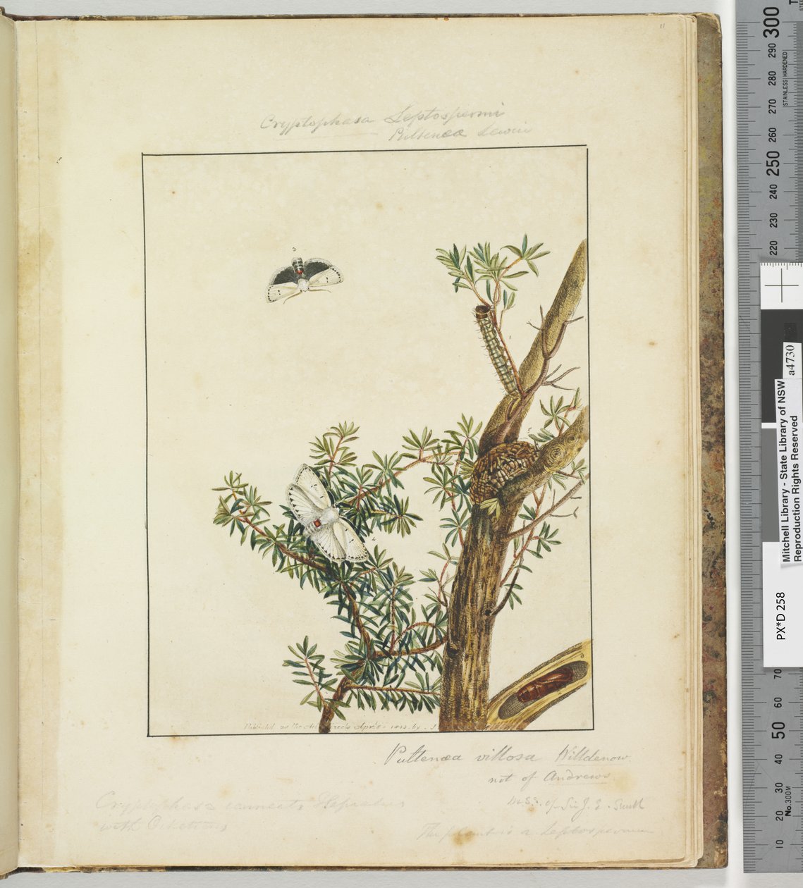Sivu 11. Levy 3 Cryptophasa Septosfermi Pultenae Lewin, 1803-04 (käsinväriset etsausprintit) tekijältä John William Lewin