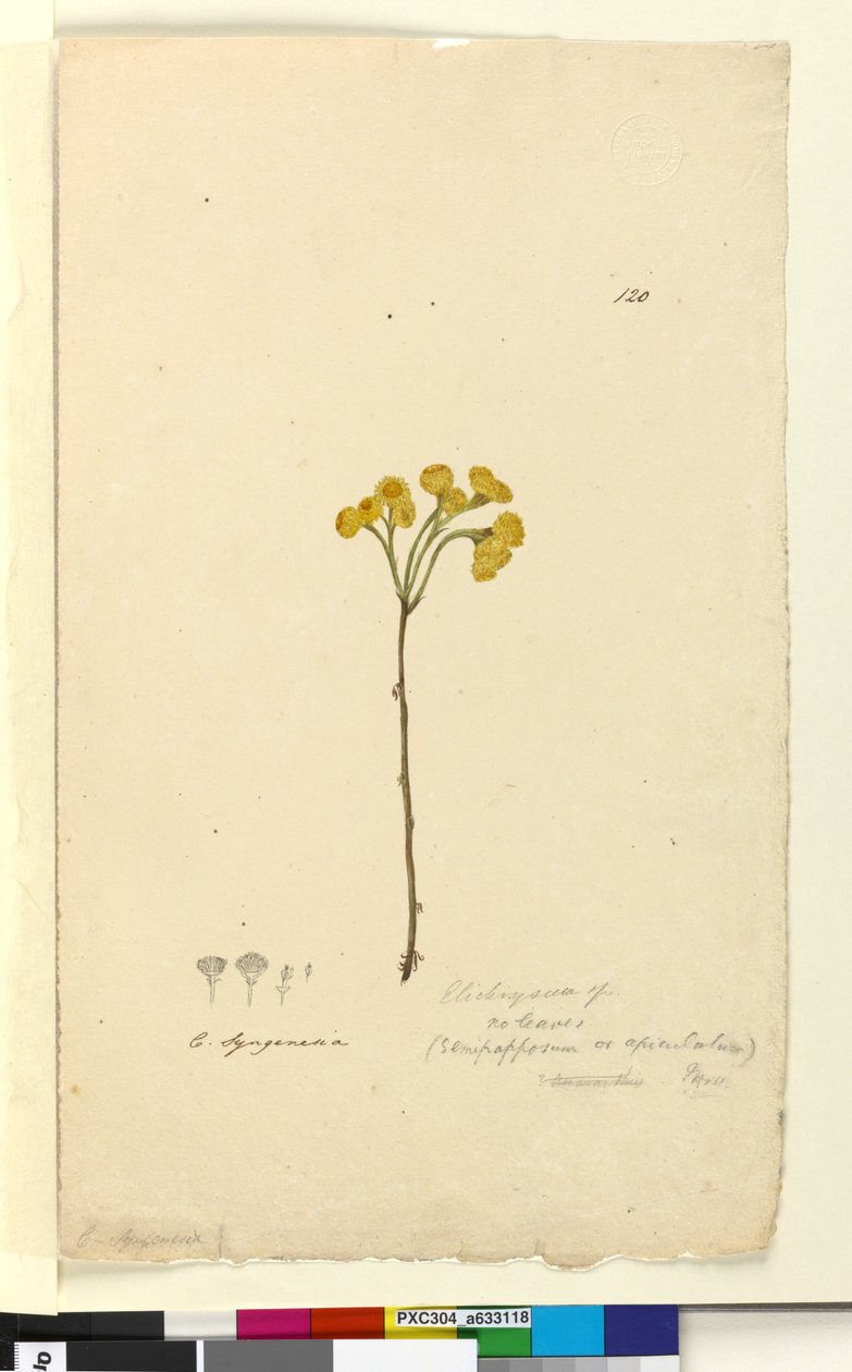 Sivu 120. Elichrysum, n. 1803-06 (wc, kynä, muste ja kynä) tekijältä John William Lewin