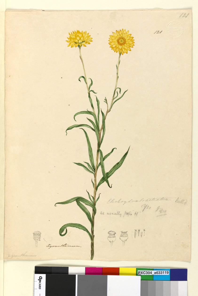 Sivu 121. Elichrysum bracteatum, n. 1803-06 (wc, kynä, muste ja kynä) tekijältä John William Lewin