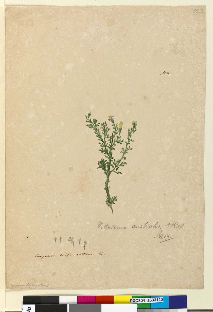 Sivu 122. Vittadinia australis, n. 1803-06 (wc, kynä, muste ja kynä) tekijältä John William Lewin
