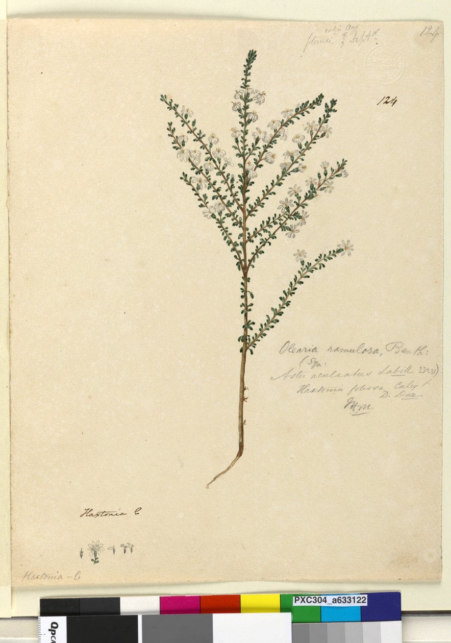 Sivu 124. Olearia ramulosa, n. 1803-06 (wc, kynä, muste ja kynä) tekijältä John William Lewin