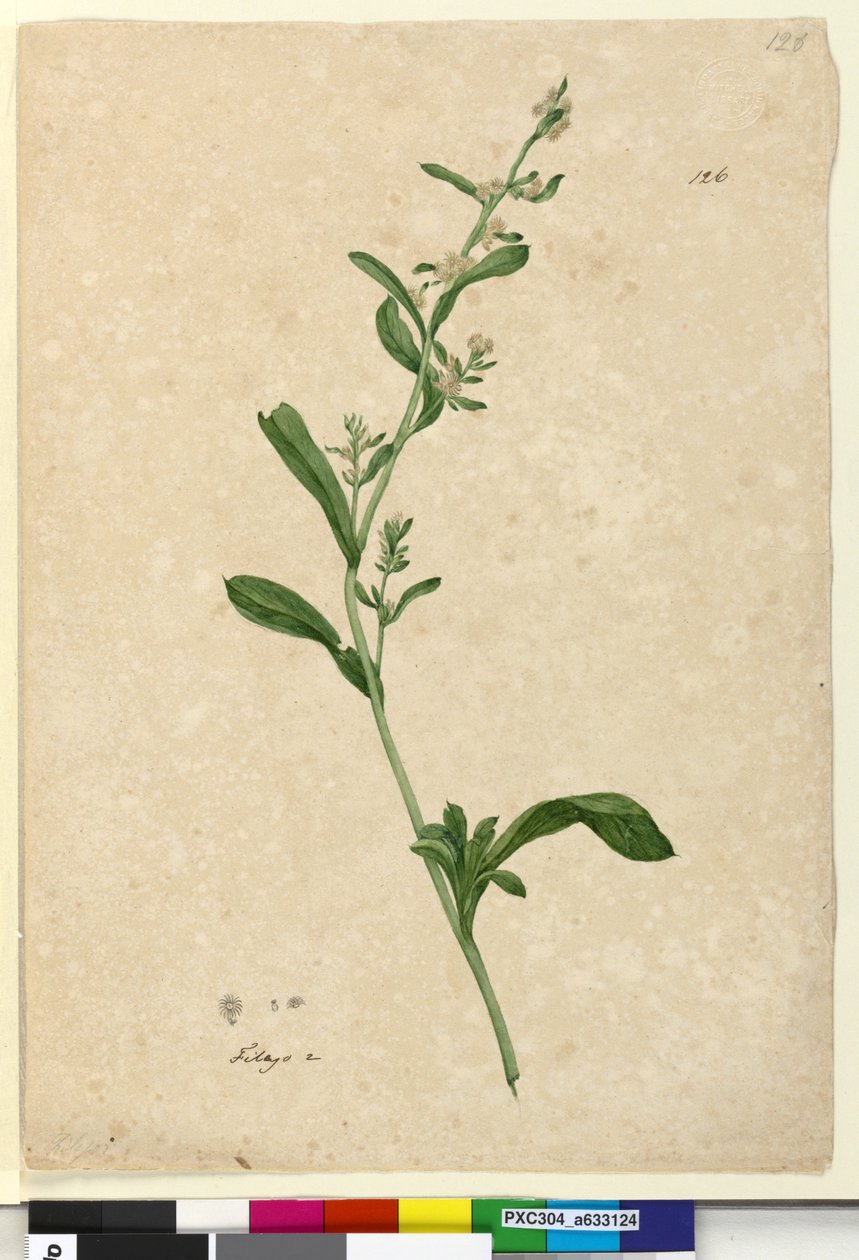 Sivu 126. Filago, n. 1803-06 (wc, kynä, muste ja kynä) tekijältä John William Lewin