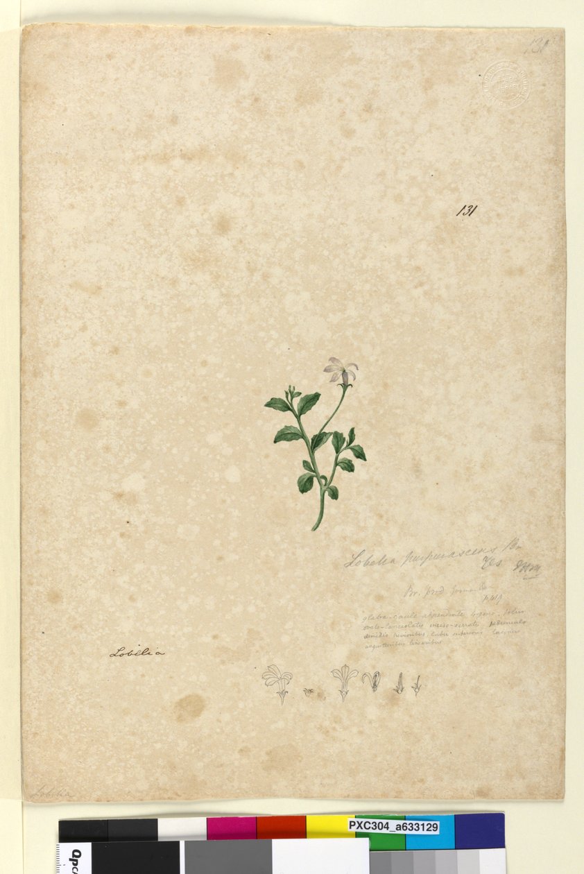 Sivu 131. Lobelia purpurascens, n. 1803-06 (wc, kynä, muste ja kynä) tekijältä John William Lewin