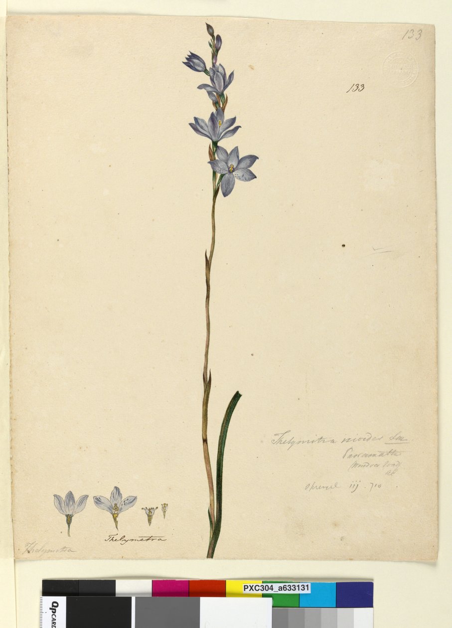 Sivu 133. Thelymitra ixioides, n. 1803-06 (wc, kynä, muste ja kynä) tekijältä John William Lewin