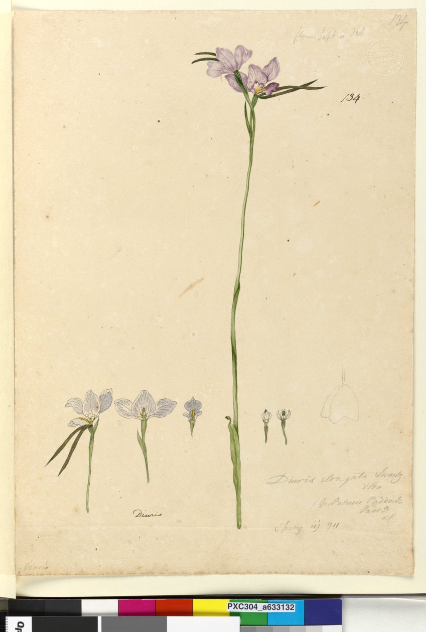 Sivu 134. Diuris elongata, n. 1803-06 (wc, kynä, muste ja kynä) tekijältä John William Lewin