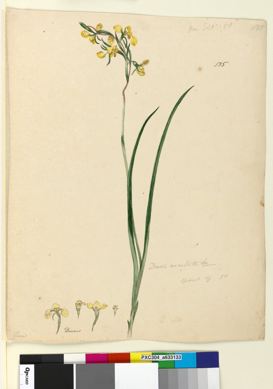 Sivu 135. Diuris maculata, n. 1803-06 (wc, kynä, muste ja kynä) tekijältä John William Lewin