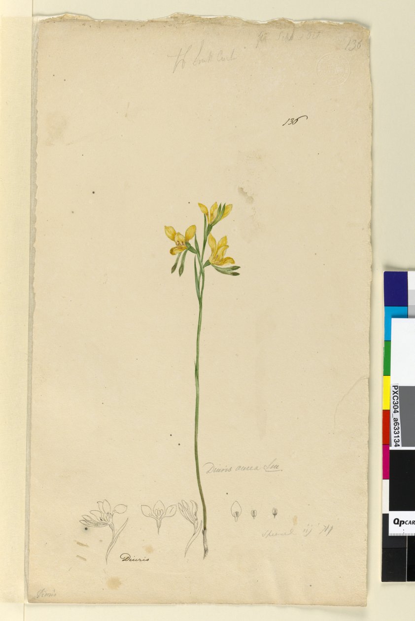 Sivu 136. Diuris aurea, n. 1803-06 (wc, kynä, muste ja kynä) tekijältä John William Lewin