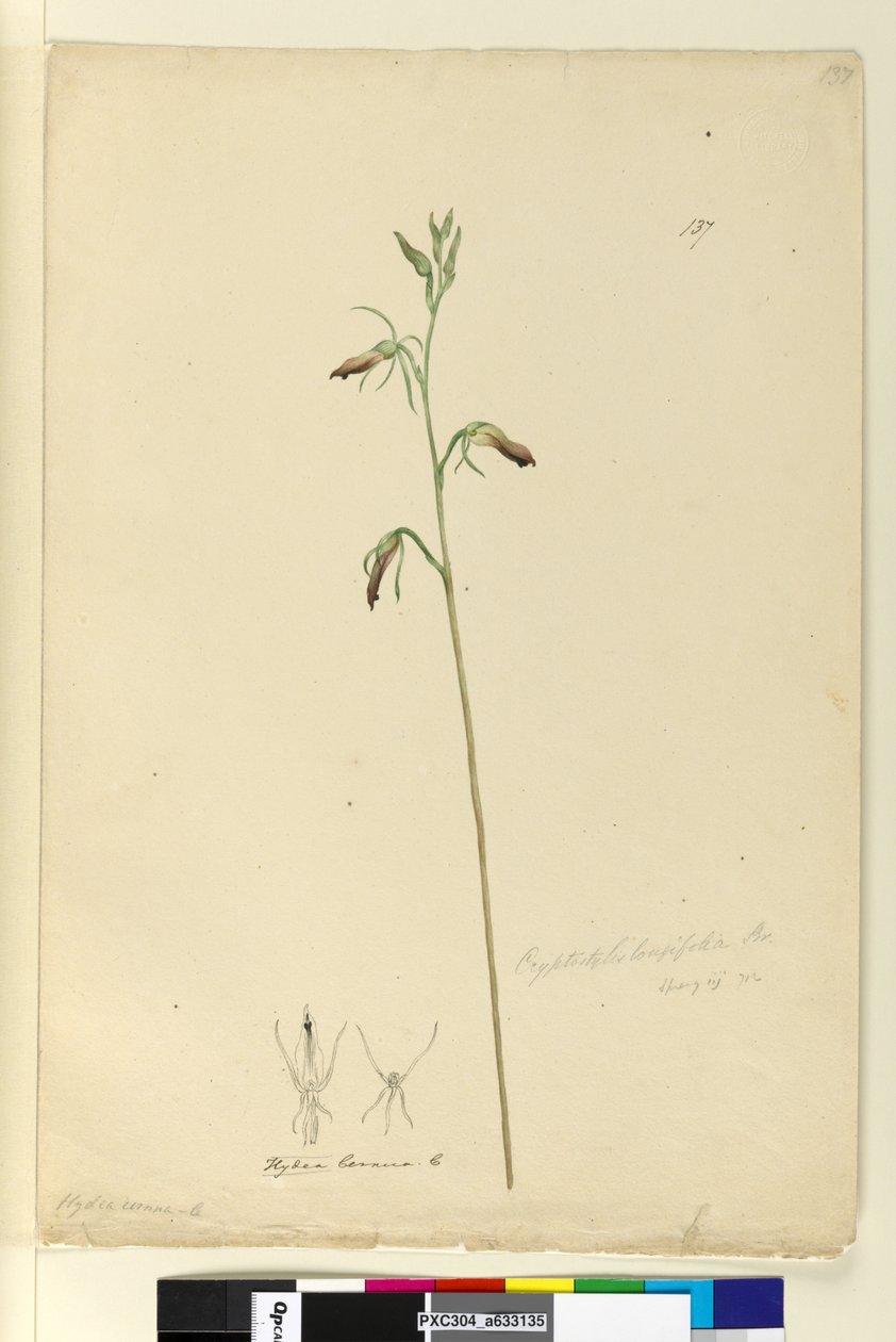 Sivu 137. Cryptostylis longifolia, n. 1803-06 (wc, kynä, muste ja kynä) tekijältä John William Lewin