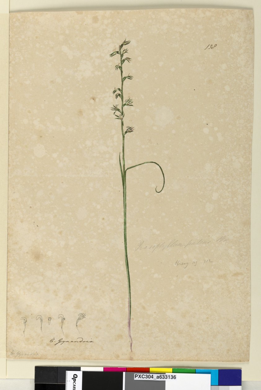 Sivu 138. Prasophyllum patens, n. 1803-06 (wc, kynä, muste ja kynä) tekijältä John William Lewin