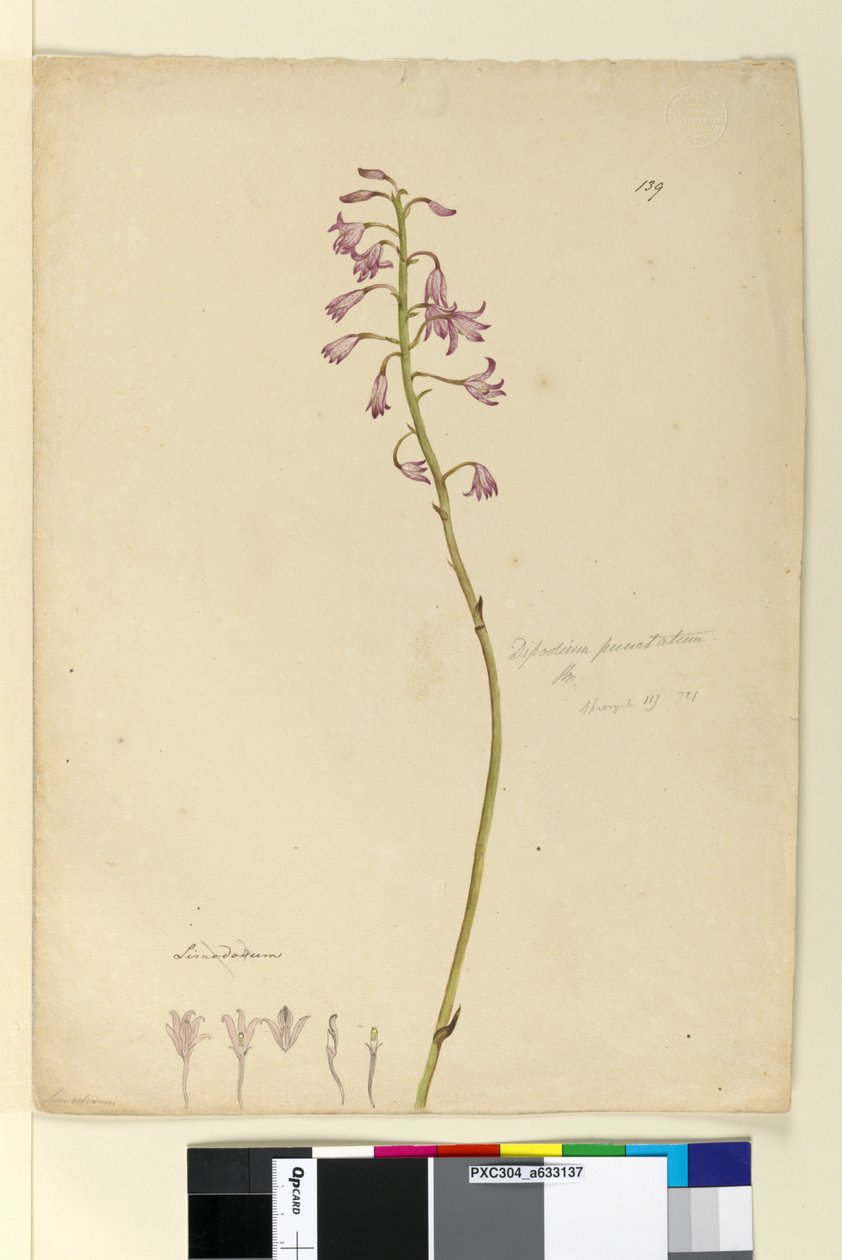 Sivu 139. Dipodium punctatum, c.1803-06 (wc, kynä, muste ja kynä) tekijältä John William Lewin