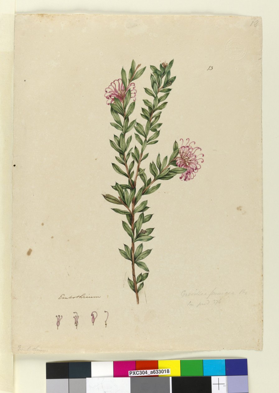 Sivu 13. Grevillea punicea, n. 1803-06 (wc, kynä, muste ja kynä) tekijältä John William Lewin