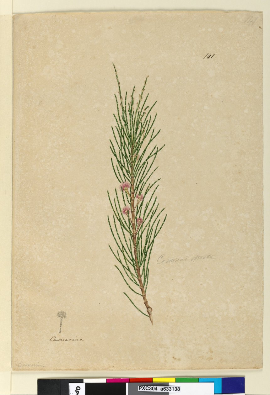 Sivu 141. Casuarina strictaAllocasuarina verticillata, n. 1803-06 (wc, kynä, muste ja kynä) tekijältä John William Lewin