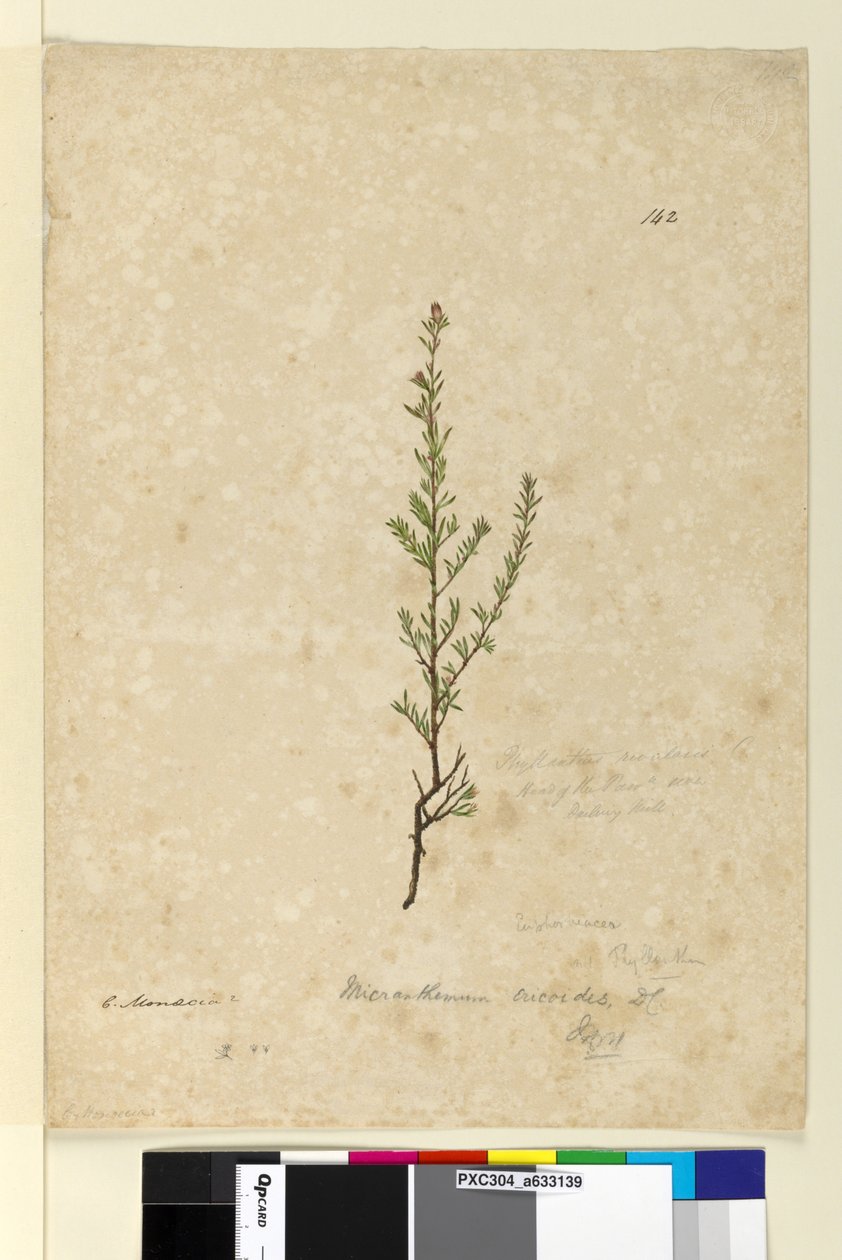 Sivu 142. Phyllanthus rivularis, n. 1803-06 (wc, kynä, muste ja kynä) tekijältä John William Lewin