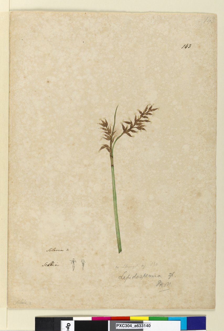 Sivu 143. Lepidosperma, n. 1803-06 (wc, kynä, muste ja kynä) tekijältä John William Lewin
