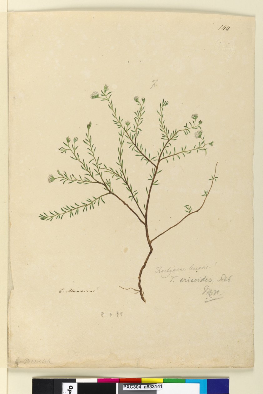 Sivu 144. Trachymene linearis, n. 1803-06 (wc, kynä, muste ja kynä) tekijältä John William Lewin