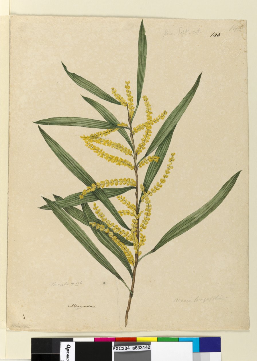 Sivu 145. Acacia longifolia, n. 1803-06 (wc, kynä, muste ja kynä) tekijältä John William Lewin