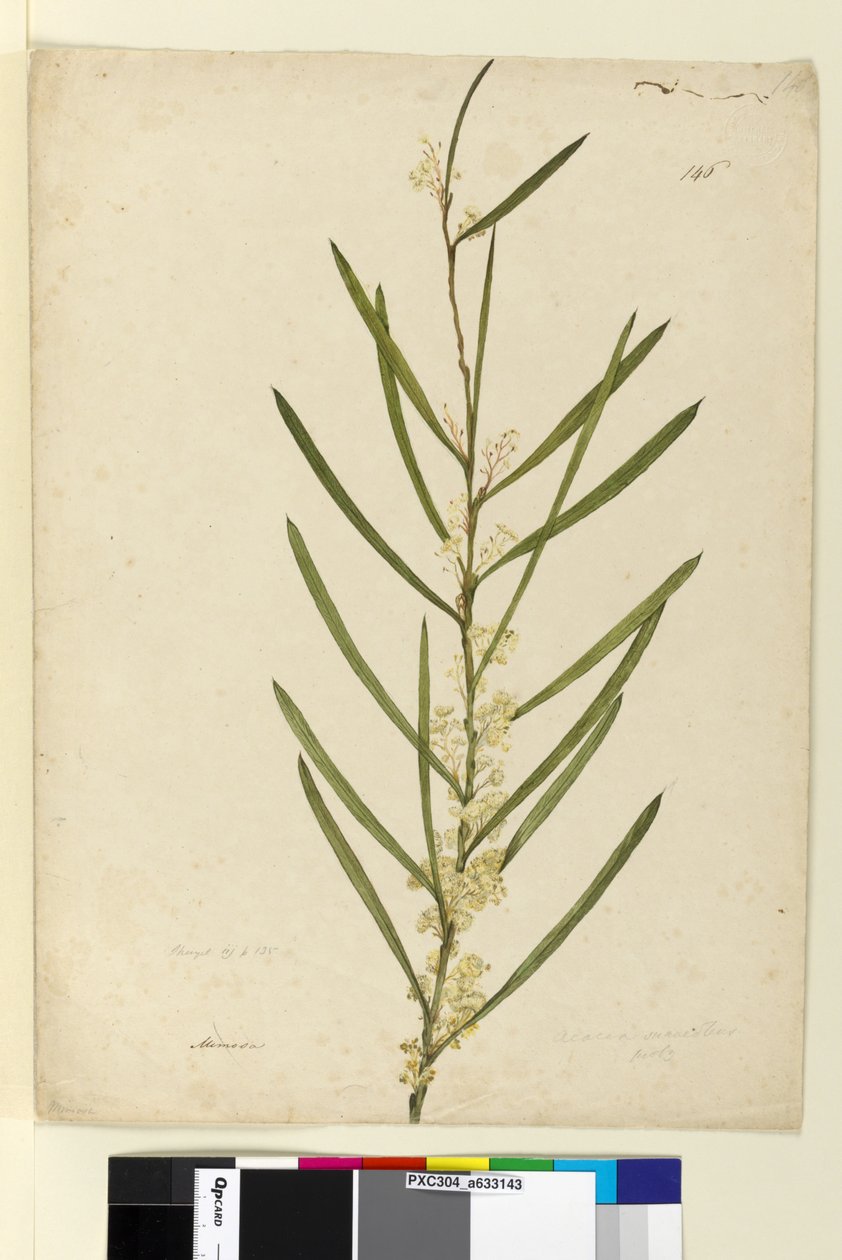 Sivu 146. Acacia suaveolens, n. 1803-06 (wc, kynä, muste ja kynä) tekijältä John William Lewin