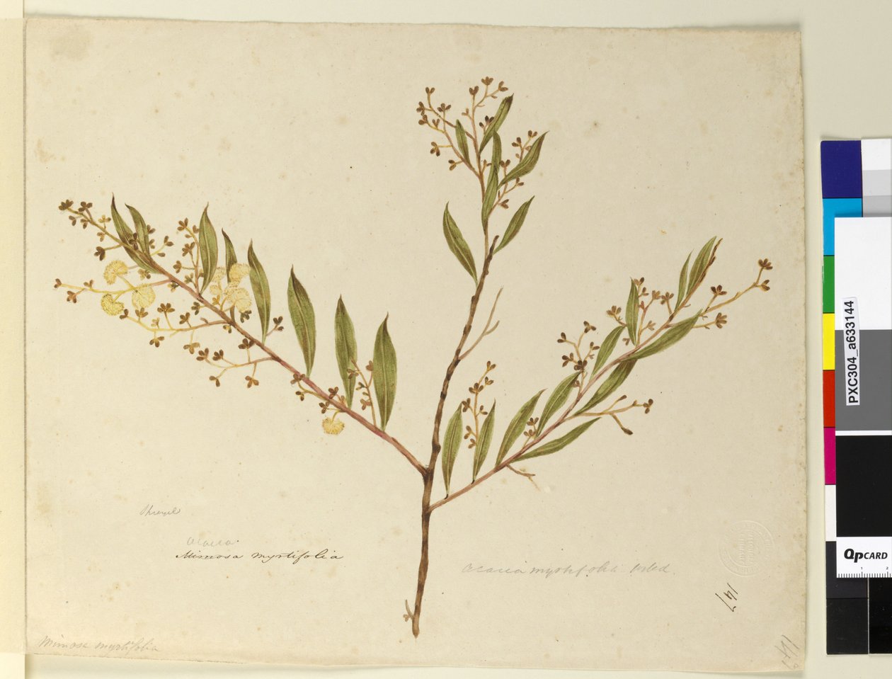 Sivu 147. Acacia myrtifolia, n. 1803-06 (wc, kynä, muste ja kynä) tekijältä John William Lewin