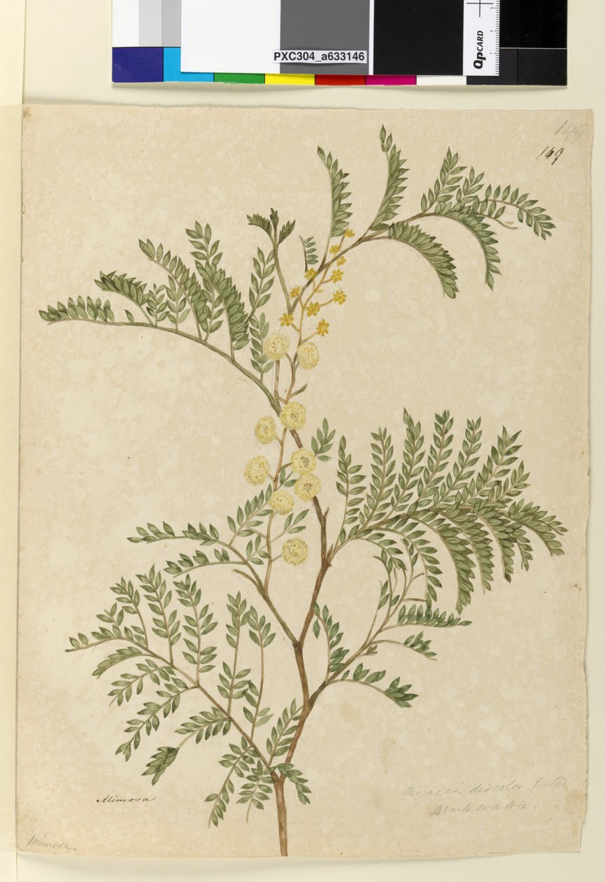 Sivu 149. Acacia discolorAcacia terminalis, c.1803-06 (wc, kynä, muste ja kynä) tekijältä John William Lewin