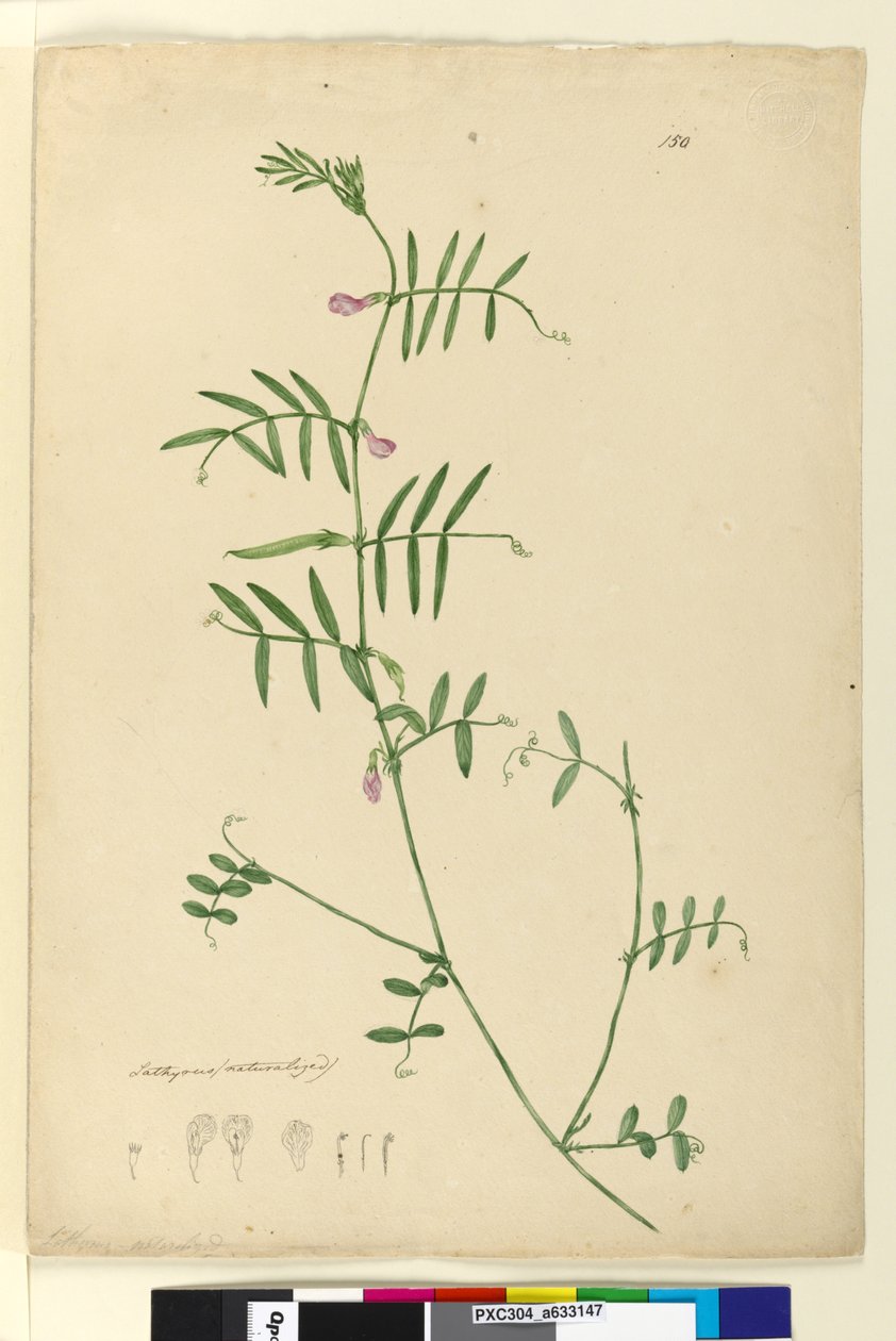 Sivu 150. Lathyrus, n. 1803-06 (wc, kynä, muste ja kynä) tekijältä John William Lewin