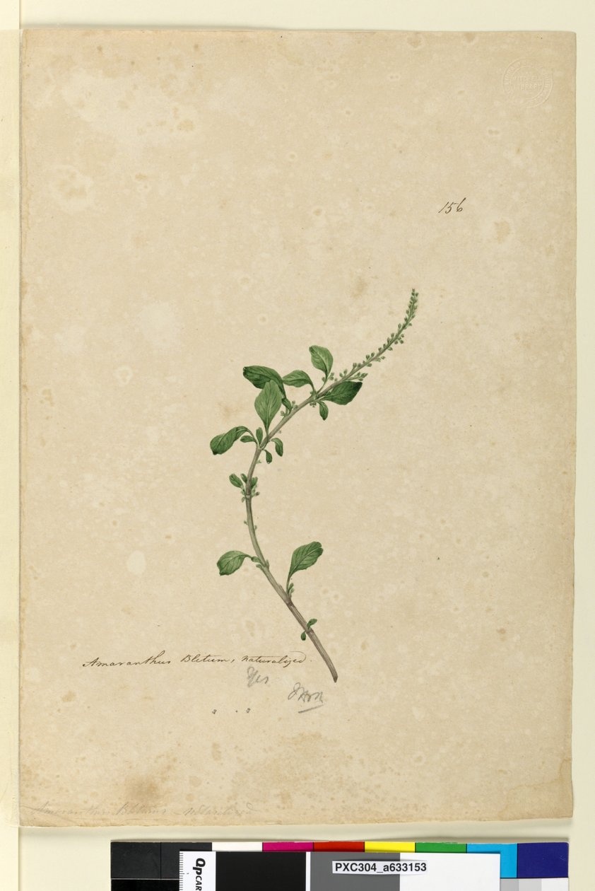 Sivu 156. Amaranthus Blitum, n. 1803-06 (wc, kynä, muste ja kynä) tekijältä John William Lewin