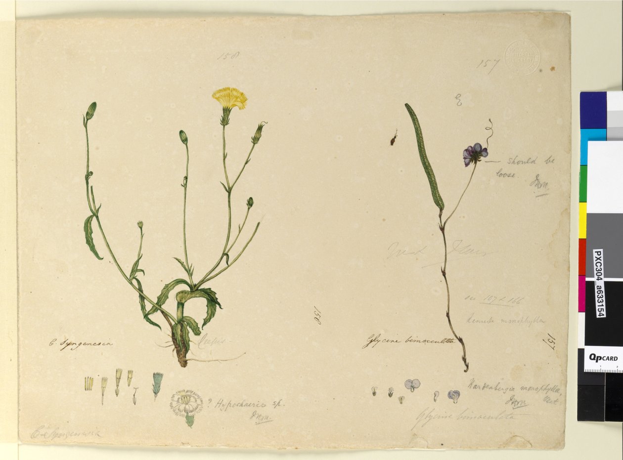 Sivu 157. Hardenbergia monophyllaHardenbergia violacea; 158. Hypochaeris, n. 1803-06 (wc, kynä, muste ja kynä) tekijältä John William Lewin