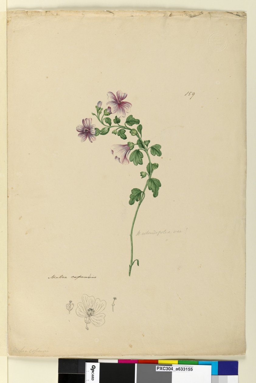 Sivu 159. Malva capensis, n. 1803-06 (wc, kynä, muste ja kynä) tekijältä John William Lewin