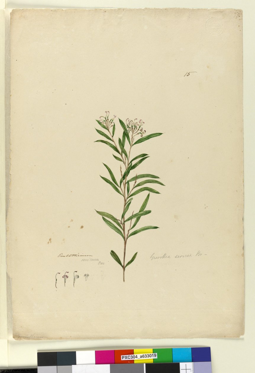 Sivu 15. Grevillea sericea, n. 1803-06 (wc, kynä, muste ja kynä) tekijältä John William Lewin