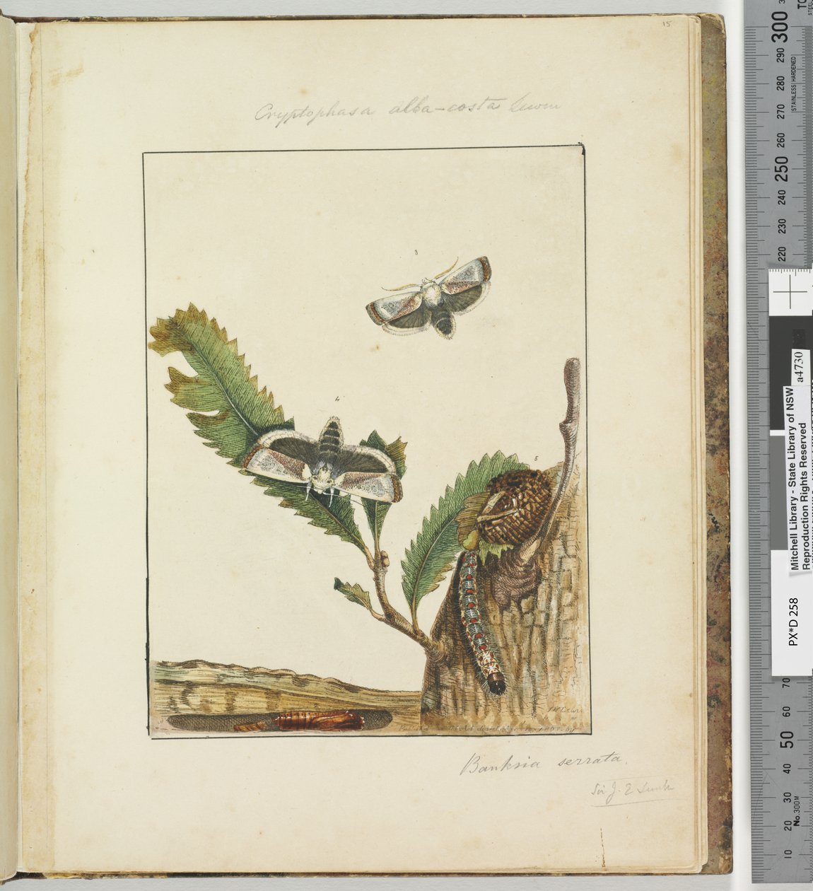 Sivu 15. Levy 4 Cryptophasa alba, costa Lewin, 1803-04 (käsinväriset etsausprintit) tekijältä John William Lewin