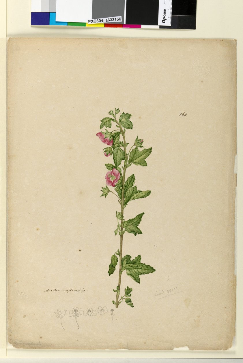 Sivu 160. Malva capensis, n. 1803-06 (wc, kynä, muste ja kynä) tekijältä John William Lewin