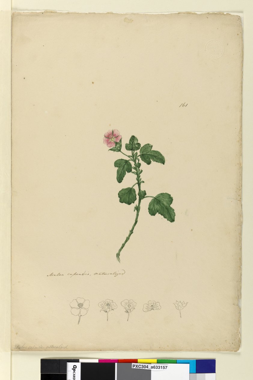 Sivu 161. Malva capensis, n.1803-06 (wc, kynä, muste ja kynä) tekijältä John William Lewin