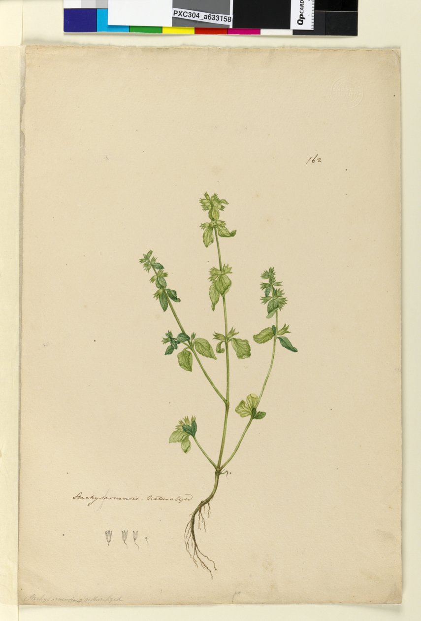 Sivu 162. Stachys arvensis, n. 1803-06 (wc, kynä, muste ja kynä) tekijältä John William Lewin