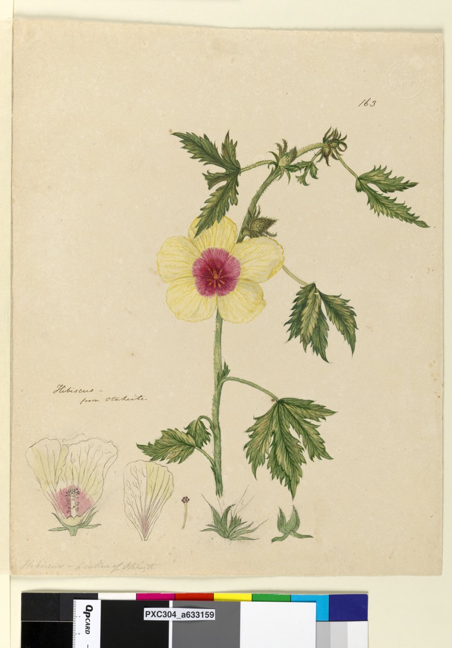 Sivu 163. Hibiscus, n. 1803-06 (wc, kynä, muste ja kynä) tekijältä John William Lewin