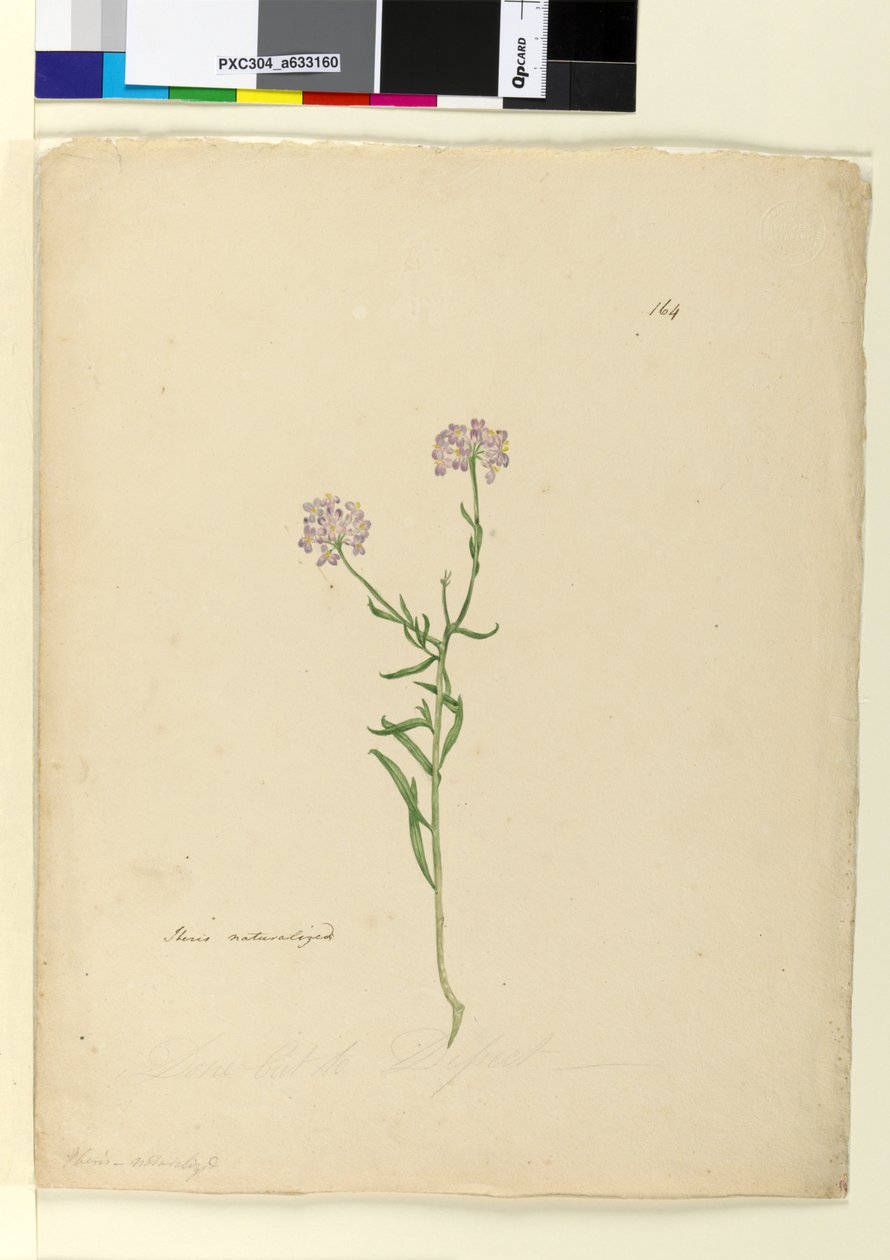 Sivu 164. Iberis naturalized, n.1803-06 (wc, kynä, muste ja kynä) tekijältä John William Lewin