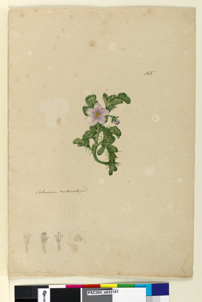 Sivu 165. Solanum naturalized, c.1803-06 (wc, kynä, muste ja kynä) tekijältä John William Lewin