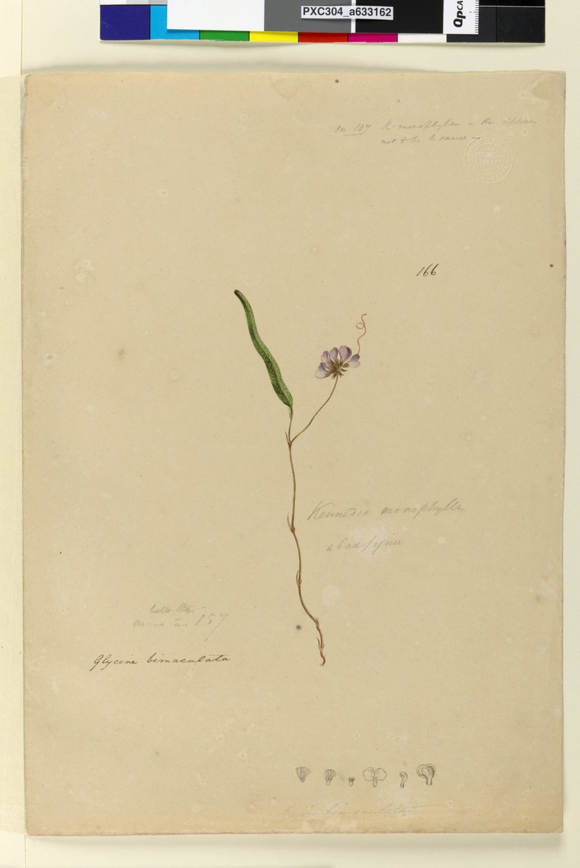 Sivu 166. Kennedia monophyllaHardenbergia violacea, n. 1803-06 (wc, kynä, muste ja kynä) tekijältä John William Lewin