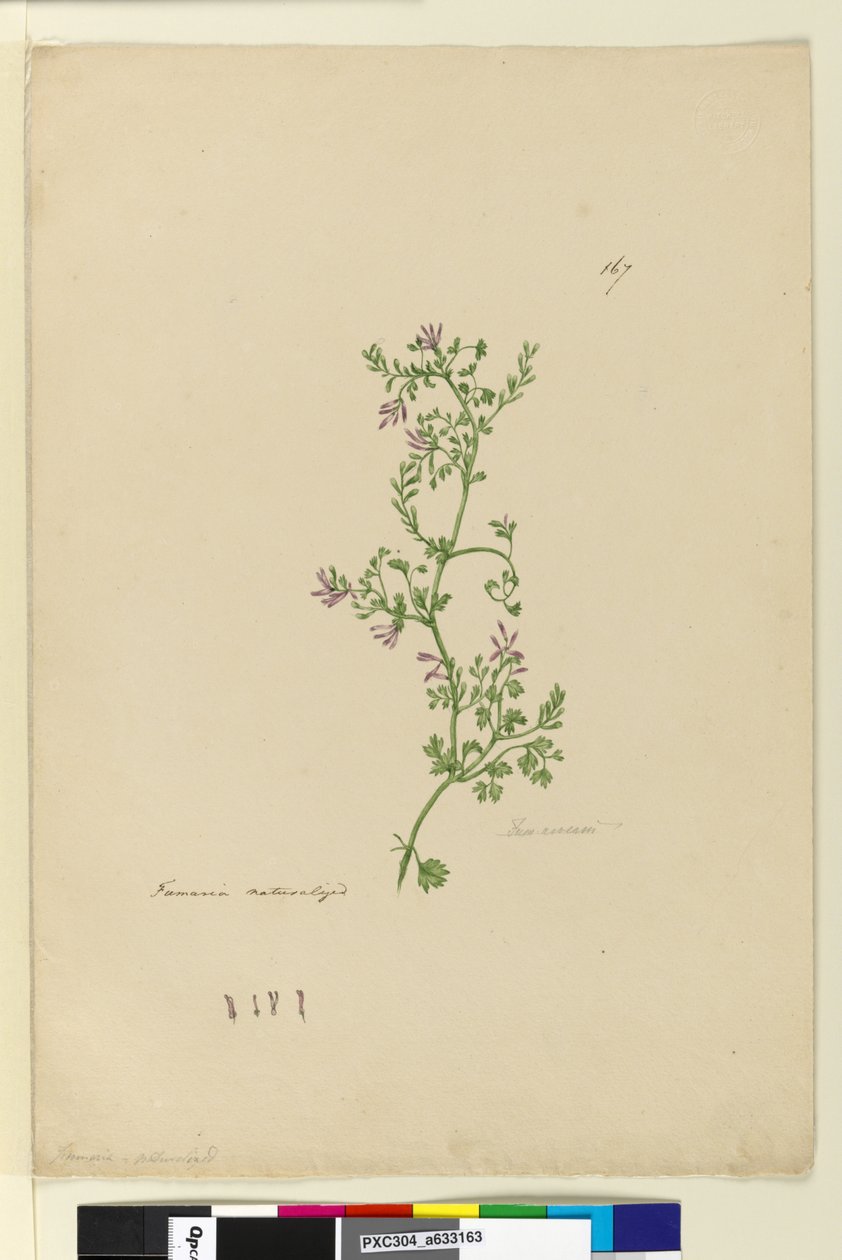 Sivu 167. Fumaria naturalized, n. 1803-06 (wc, kynä, muste ja kynä) tekijältä John William Lewin