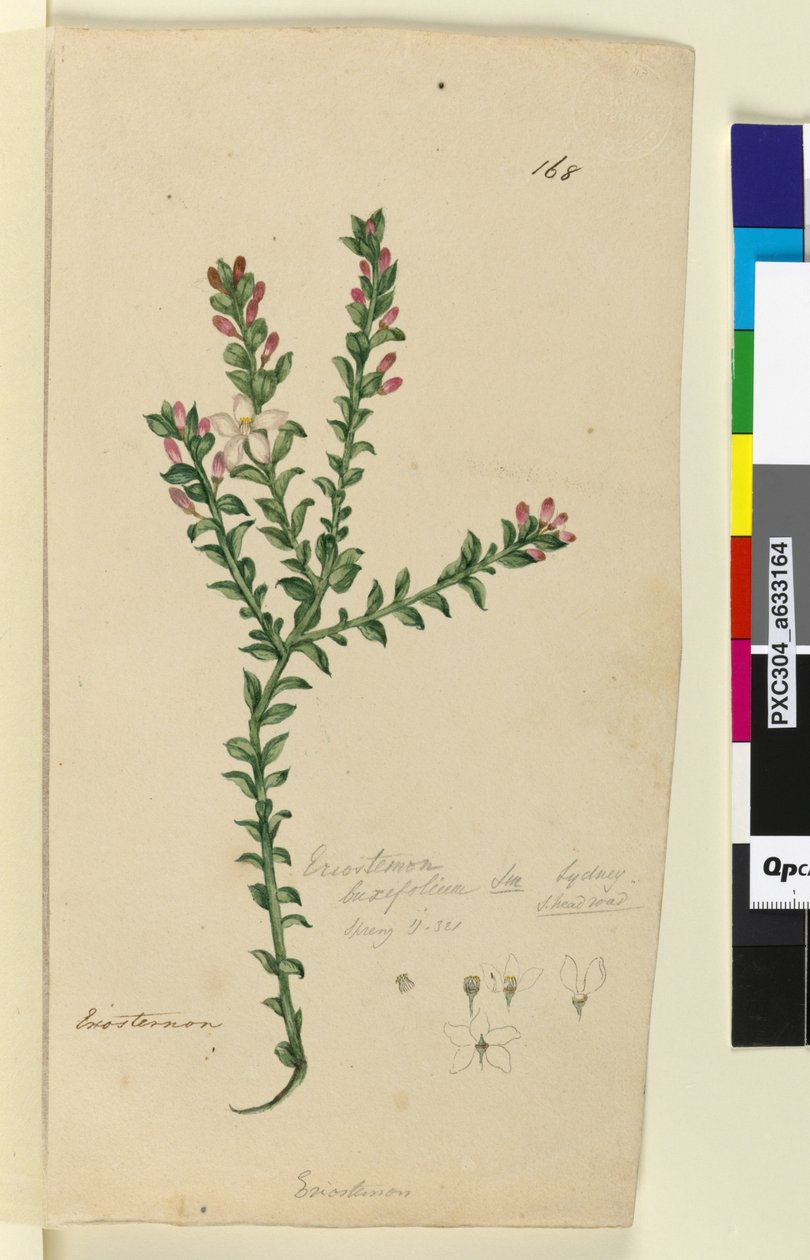 Sivu 168. Eriostemon buxifolium, n. 1803-06 (wc, kynä, muste ja kynä) tekijältä John William Lewin