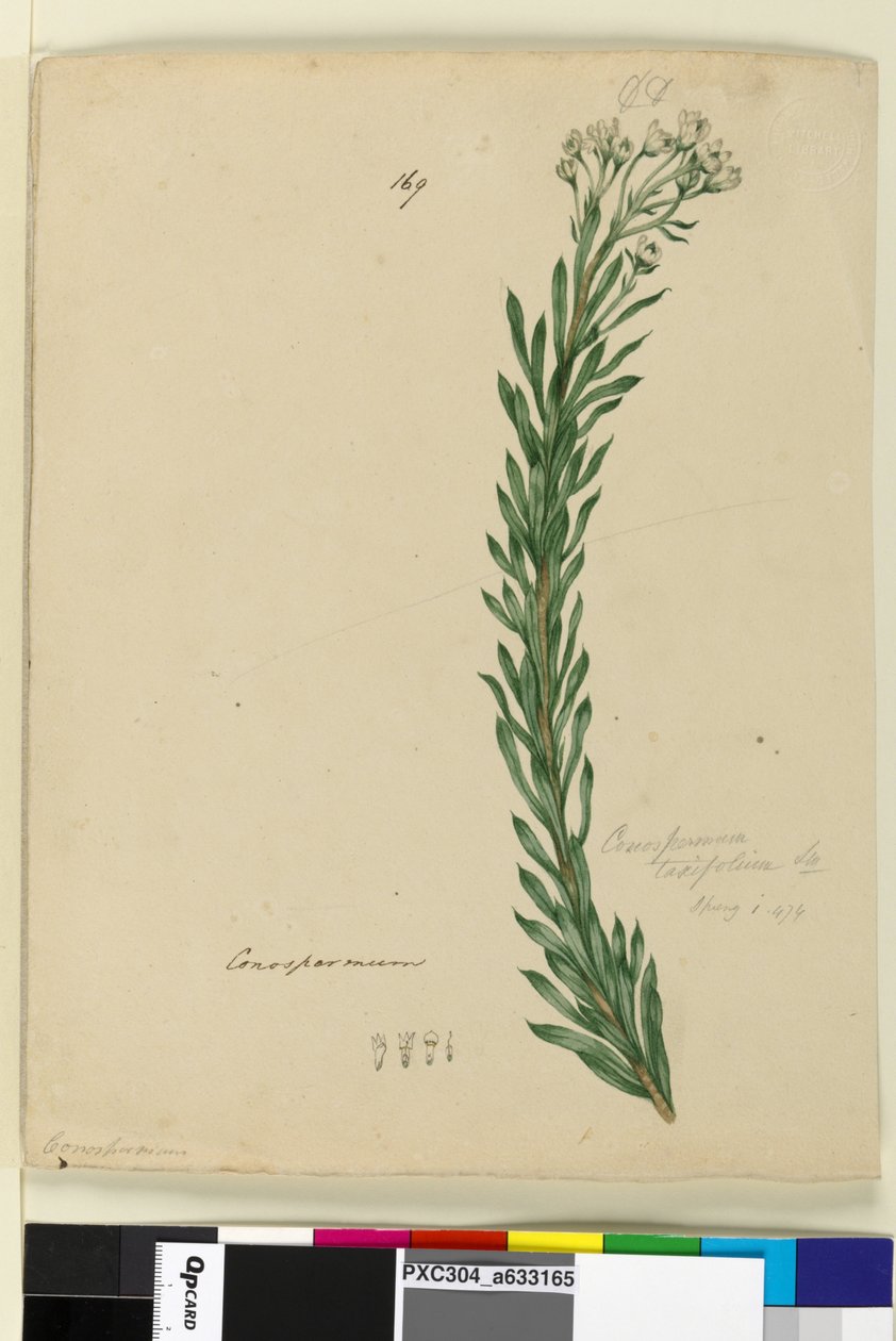 Sivu 169. Conospermum taxifolium, n. 1803-06 (wc, kynä, muste ja kynä) tekijältä John William Lewin
